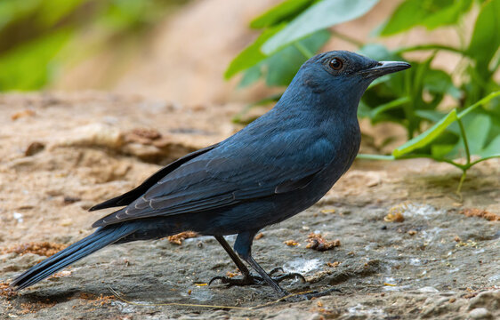 Blue Rock Thrush perched beautifully on a stone near a famous cave in Ipoh, Malaysia.
