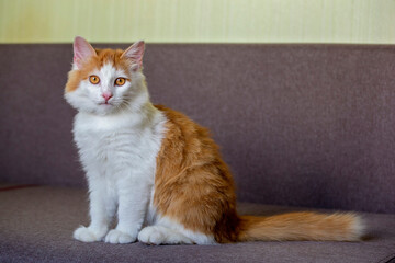 Fototapeta na wymiar cat on the couch