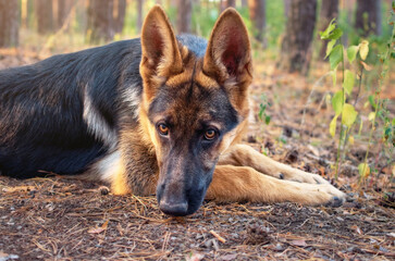dog shepherd close-up, lies in the forest