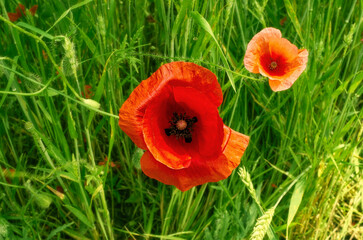 Bright red poppy flower in the grass
