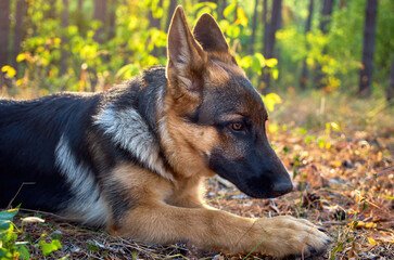 dog shepherd close-up, lies in the forest