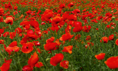 Field of blooming red poppies, middle ground focus