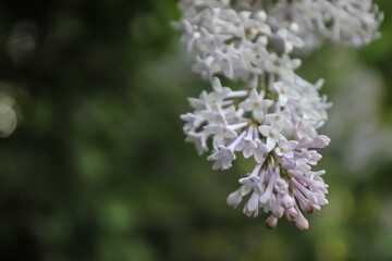 White lilac on a blurred background. Close-up. A branch of white lilac blooms. Banner. A stylish background, a screensaver for computer, advertisement.