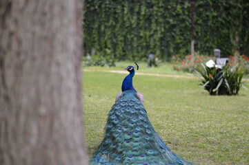 Obraz premium Pavo real azul en el parque.