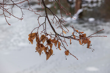Winter plants in the countryside. Nice bokeh.