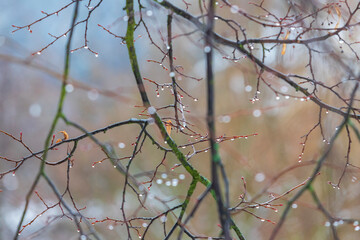 Winter plants in the countryside. Nice bokeh.