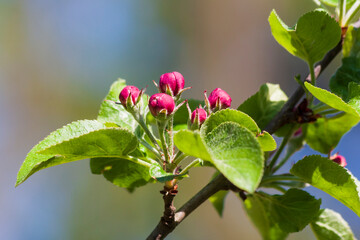 Red buds of blooming peach trees on a twig