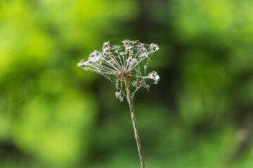 flowers in the garden