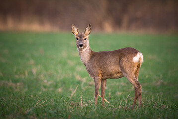 Roe deer standing in field