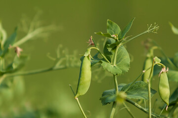 Pods of green peas on a green background.