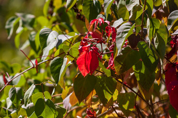 Obraz premium Red leaf in the middle of green branches, with nice light.