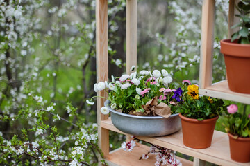 Blossoming pot plants on the wooden stand outside on spring garden background
