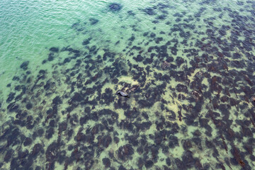 Seal resting in Gweebarra Bay between Lettermacaward and Portnoo in County Donegal - Ireland