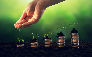 Growing money,finance and investment.Young plants on coin stacks  increase.Seedling are growing...