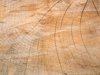 Naklejka premium Still life wooden stump texture background, fresh cut of 100 year wood with saw. Deep cracks