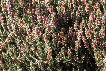 CLose up small, lilac flowers of evergreen shrub 