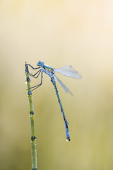 Emerald damselfly with dew, profile