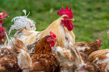 chicken in free range outdoor