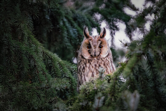 Owls on tree (lat. Asio otus)