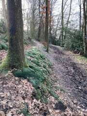 Obraz premium Waldweg