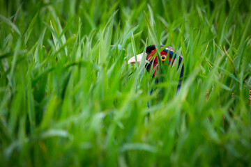 Pheasant eye between grass in afternoon