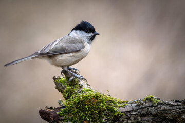 Fototapeta premium Parus montanus on branch in forest