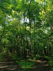  crossroads inside a green beech forest in the summer