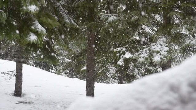 snowing on pine tree 