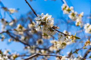 Branches of blossoming cherry with soft focus on gentle light blue sky background. For easter and spring greeting cards mother's day, women's day, wedding day, birthday, blankets, etc.