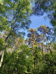  view of the sky inside a green and natural forest