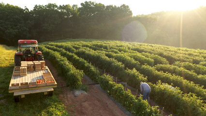 View of tractor with men sorting tomatoes on flatbed trailer sitting in a field of tomato plants at sunrise. © Robert Peak