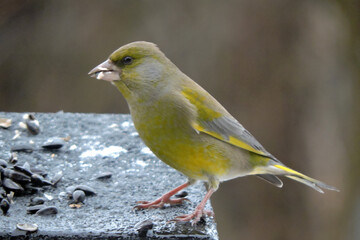 A portrait of a male greenfinch standing on a top of the roof of a wooden bird feeder and eating sunflower seeds, sunny day, blurred background