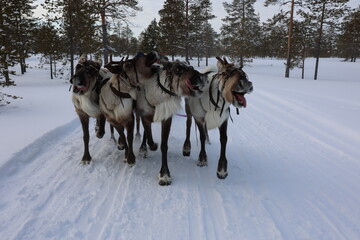 Reindeer run at the Reindeer Herder's Day competition