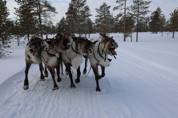 Reindeer run at the Reindeer Herder's Day competition