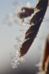 Frozen leaf in the morning sunlight. Snowflakes frozen on a winter day.