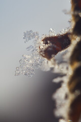 Frozen leaves on a cold winter morning. Snowflakes on a plant shot in the sunlight.