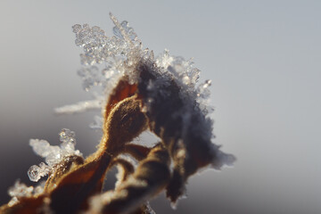 Frozen leaf on a cold winter morning. Snowflakes on a plant shot in the rising sun.