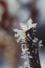 Snowflakes cluster on a plant on a cold winter day. Frozen snow on a flower shot in the morning sun.
