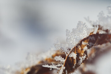 Snowflakes cluster on a plant leaf on a winter day shot in the morning sun. Closeup of frozen snow on a plant.