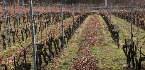 Taille de la vigne en hiver.