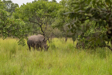 Fototapeta premium rhino