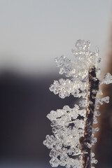 Frozen snowflake branches on a plant on a winter day. Snowflakes shot in the morning sunlight.