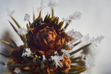 Top of a small Christmas tree with spikes covered in snowflakes shot on a cold winter morning in sunlight.