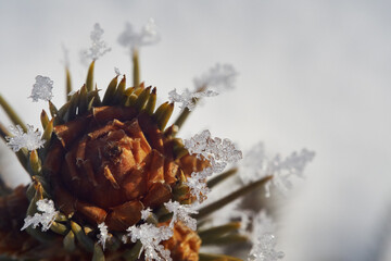 Top of a small Christmas tree with spikes covered in snowflakes shot on a cold winter morning in sunlight.