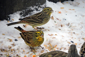A flock of yellowhammers sitting in snow and eating sunflower seeds
