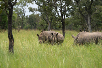 Fototapeta premium rhino