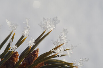 Christmas tree spikes with snowflakes on them shot on a cold winter morning in the countryside
