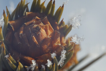 Closeup of the top of a small Christmas tree with spikes covered in snowflakes. Christmas tree shot on a cold winter day in the morning sunlight.