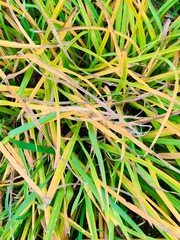 grass background