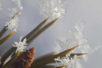 Christmas tree spikes with snowflakes on the edges. Closeup shot of a tree on a cold winter morning in the sunlight.